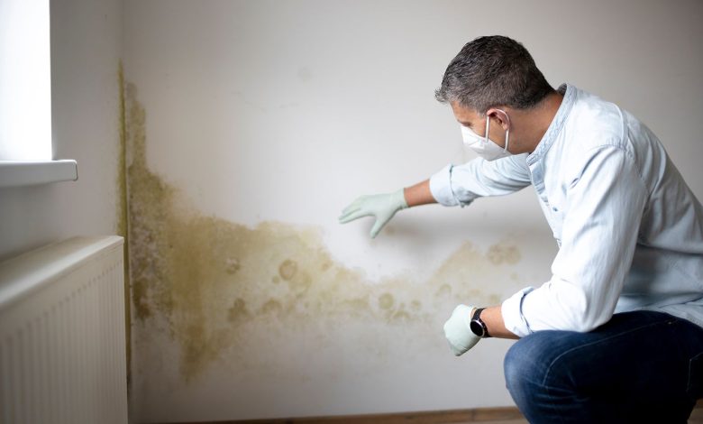 4 Mould Removers Compared: Which Approach Suits a Problem Wall?