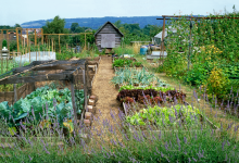 A New Allotment Here Are The Top Tips for You