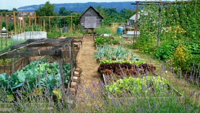 A New Allotment Here Are The Top Tips for You