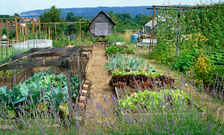 A New Allotment Here Are The Top Tips for You